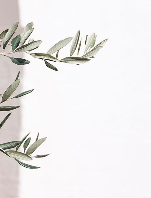 herb.jpg