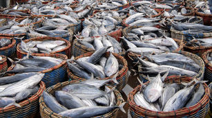 Fisheries: A Forgotten Market in the U.S.