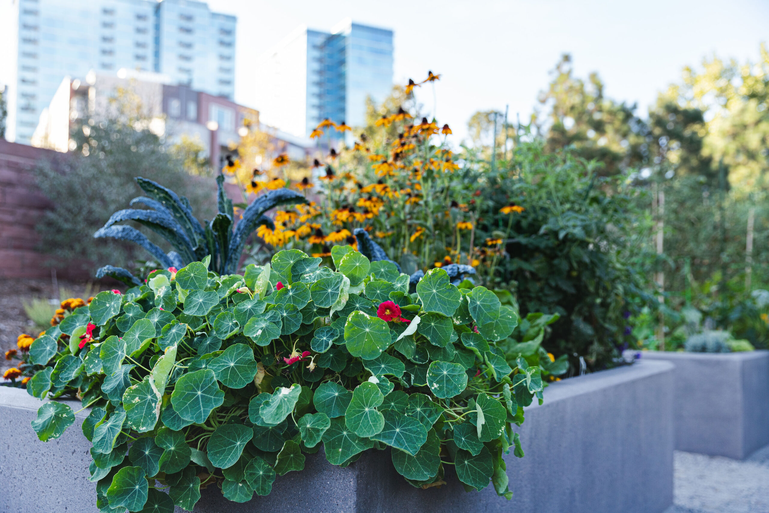 Member Meetup: Downtown Garden Tour