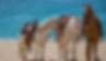 fondo.Horseback-riding-featured.jpg