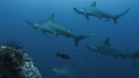 baechi-hammerhead-shark-5024671.jpg