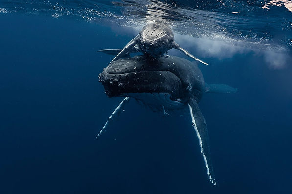 WhatsApp Image 2024-12-19 at 11.46.04 AM.jpeg