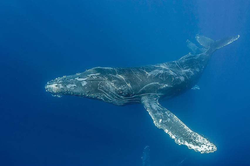 Humpback whale, Baja California..jpg