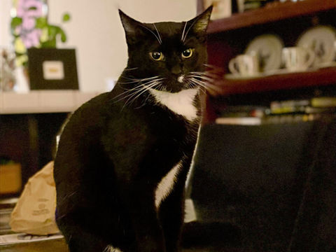 Malachai Lopez photo.jpg