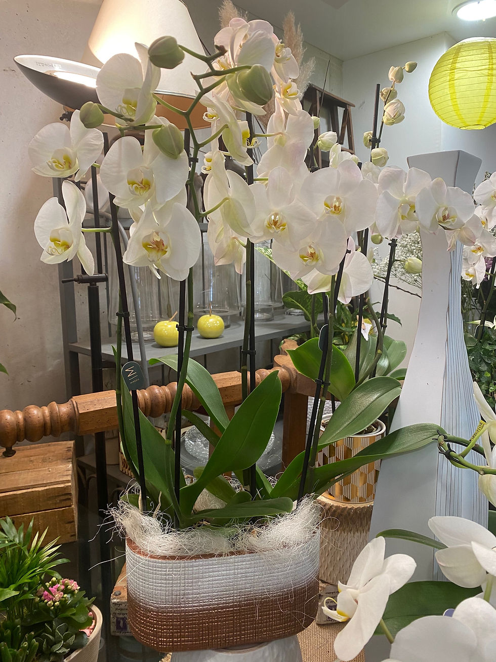 Miniature : Orchidée blanche