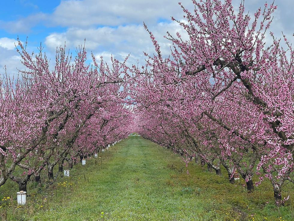 C'est le printemps !