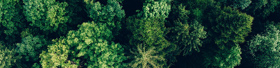 Lush summer trees form dense forest texture, forest, tree, green, aerial, drone, top, text