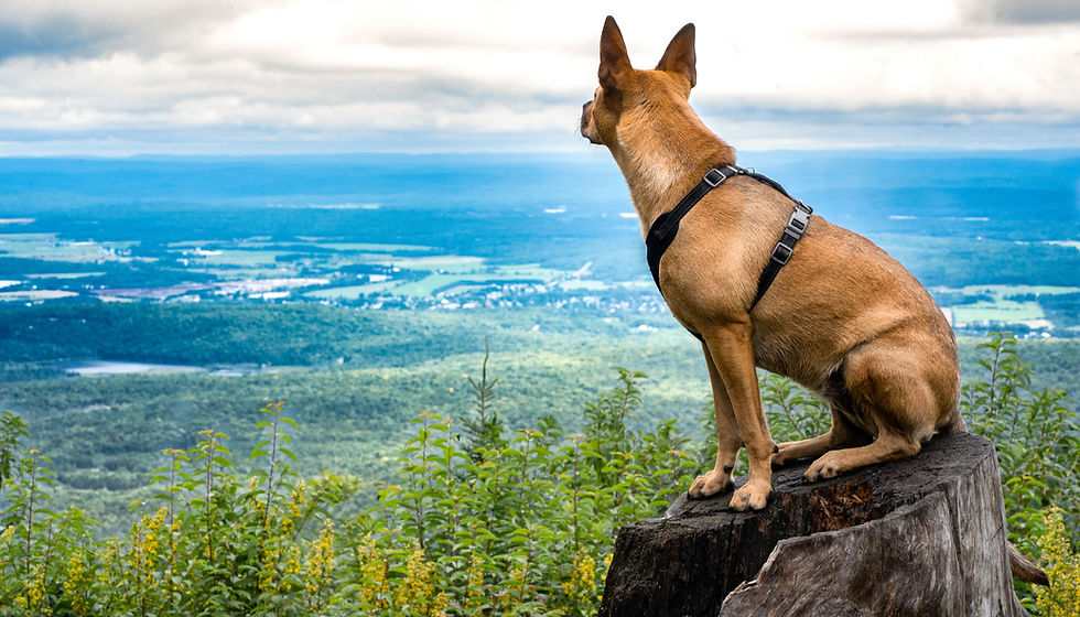 Premier Pas MTL, dog, harness, leash, dog walking, chien, laisse, harnais, promenade de chiens