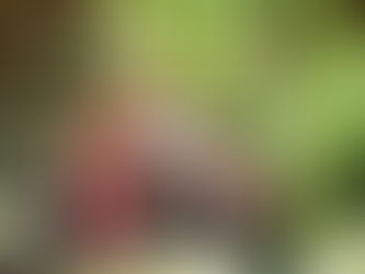 KOTOBIAN TADAU TAGAZO DO KAAMATAN, HAPPY HARVEST FESTIVAL!