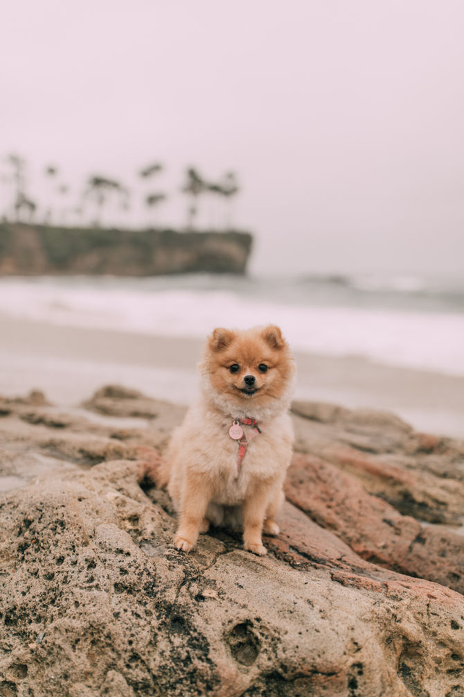 Pomeranian Puppy 9 Months Old! Honey Bear 🍯🐻