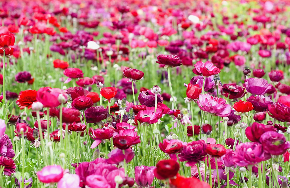 flower fields