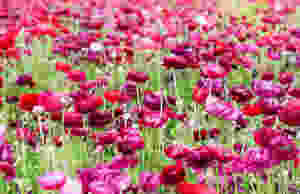flower fields