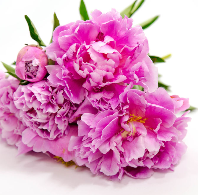Flowers are my Love Language