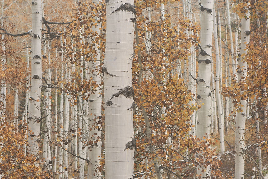 Dry Woods_edited.jpg