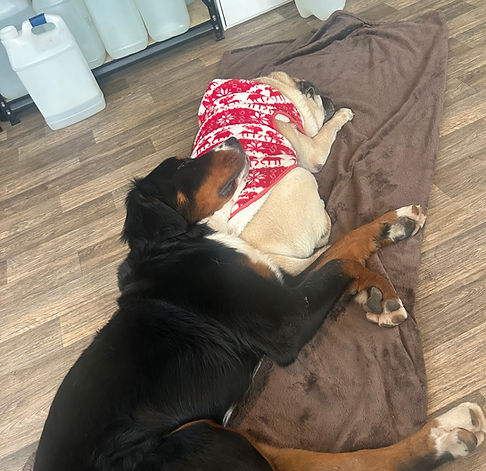 Overnight attendants snap cute picture of sleeping dogs
