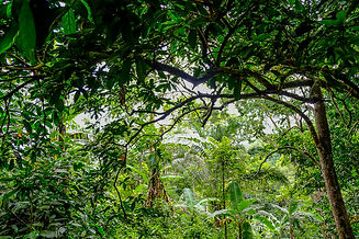 togo-kpalime-foret.jpg