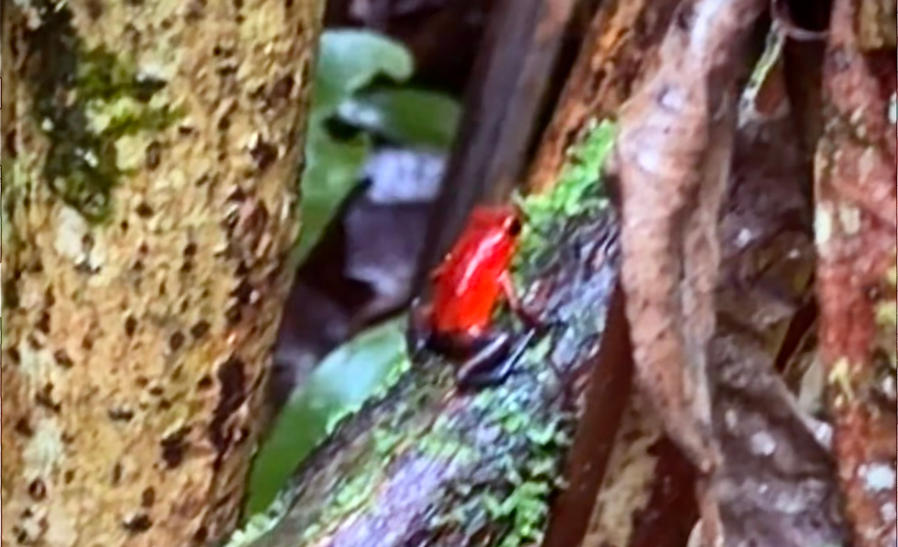 Small red frog perched on a mossy tree branch amid green leaves in a forest, with rough bark and a calm, hidden mood.