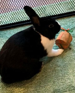 Pete the bunny playing with his favorite toy.