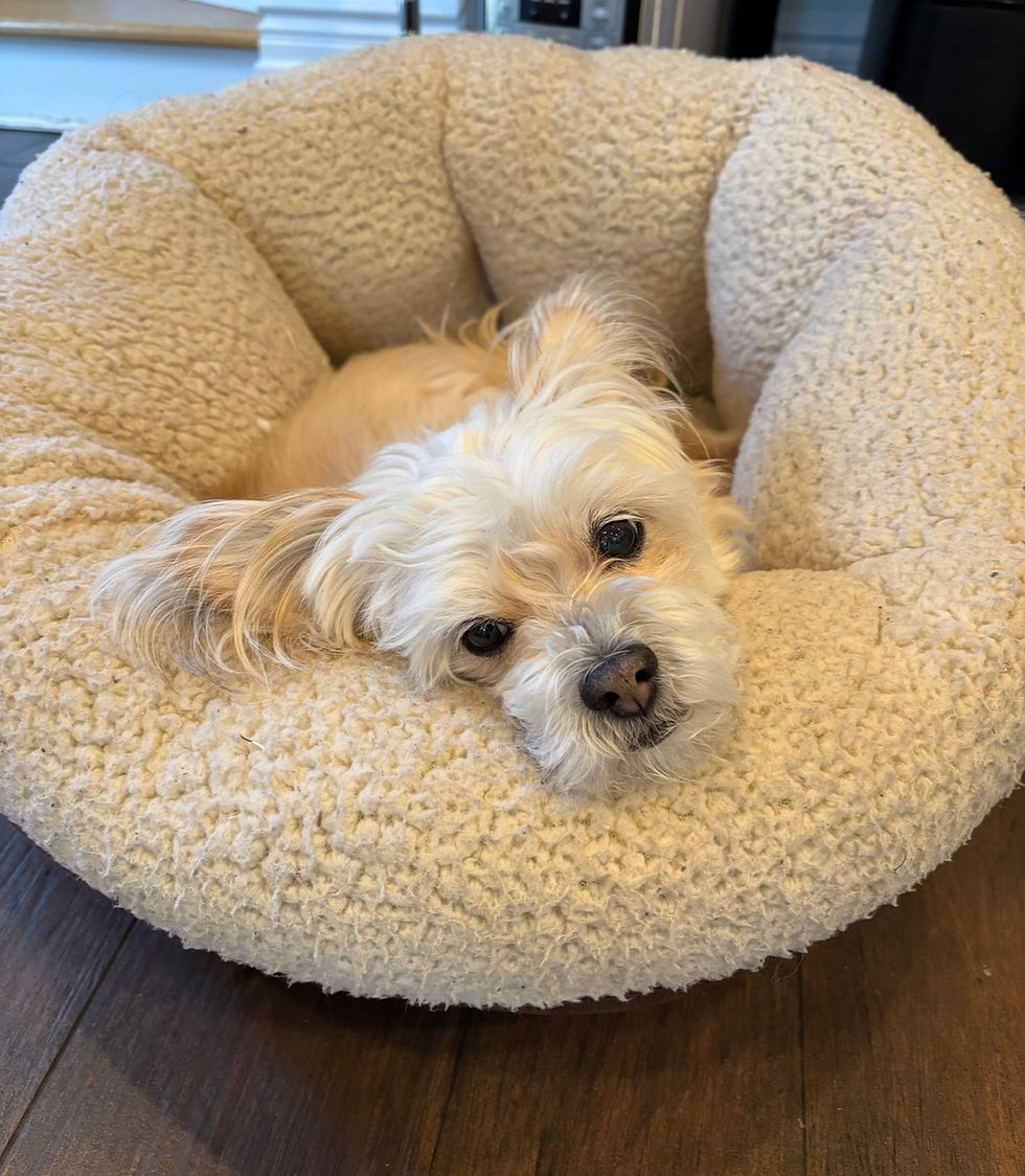 Dylan in his favorite bed.