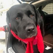 Loyalty, Service, and Unconditional Love, by Francie Kuehner