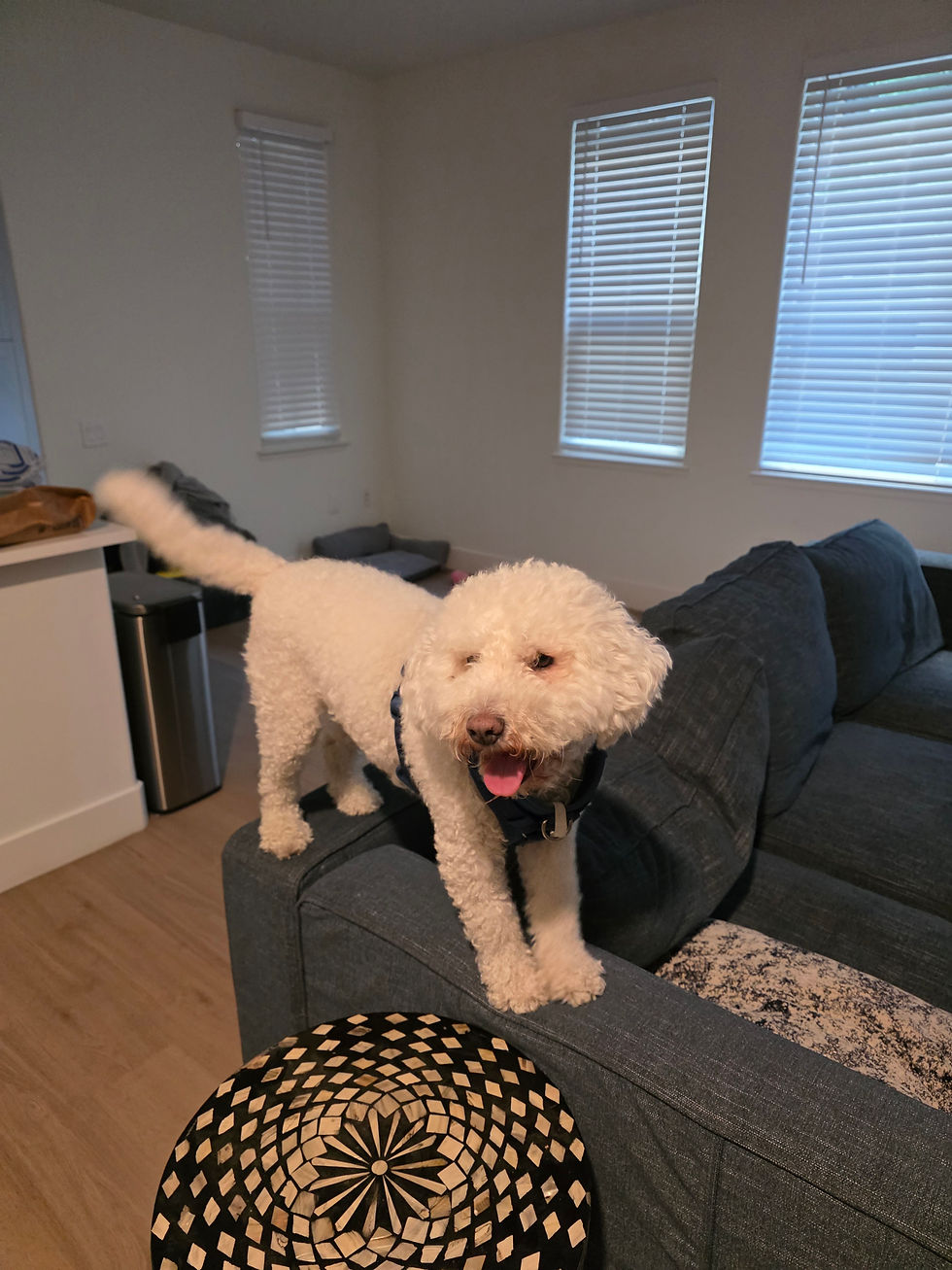 Boomer enjoying his new home