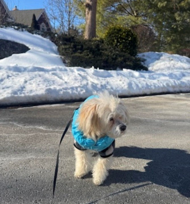 Dylan taking a walk on a cold winter day.