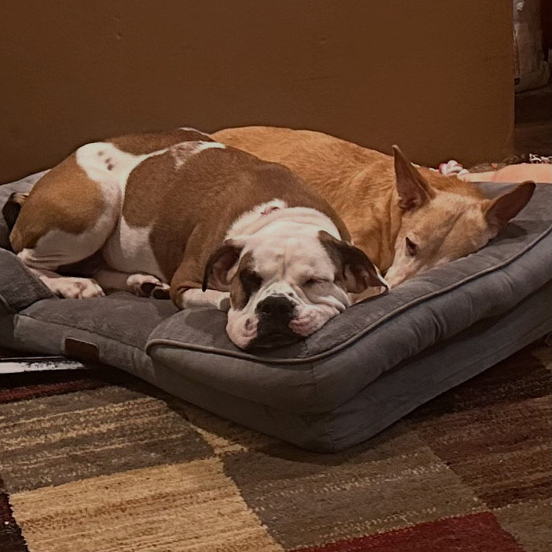 Piglet sharing a bed with Sprinkles