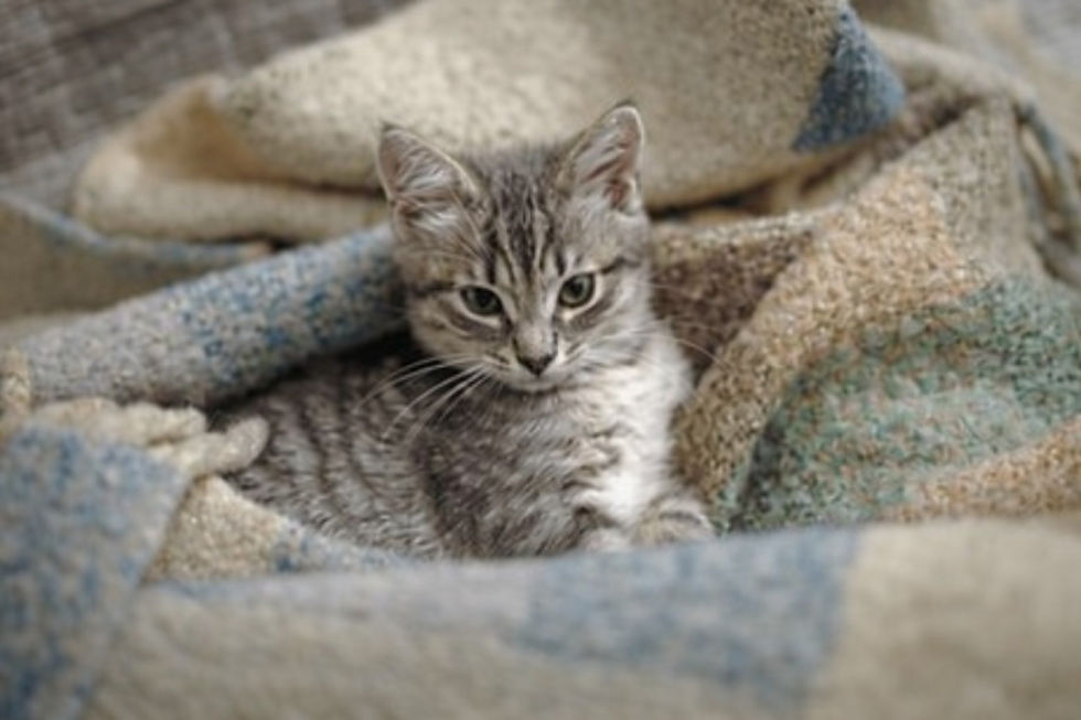 Adorable Nine Lives kitten ready for adoption