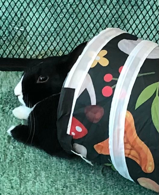 Pete snug in his little bunny bed