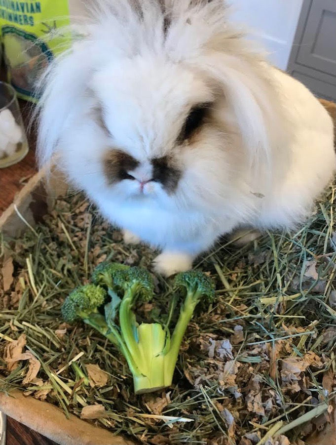 BunBun loves attention and during Covid even had his own Instagram account.