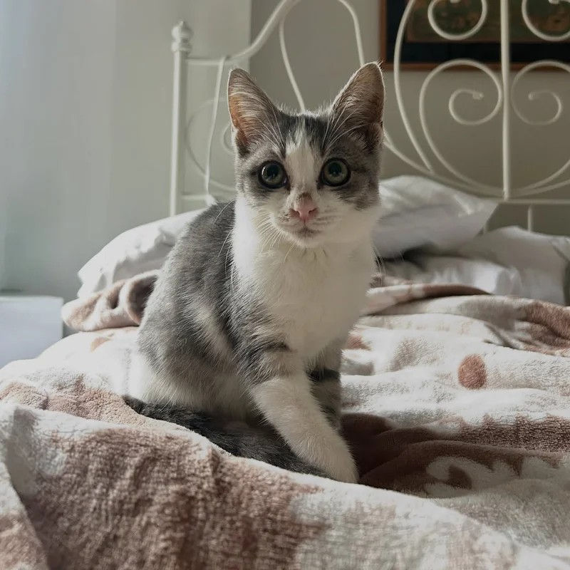 Kitten Bucky in his new foster home