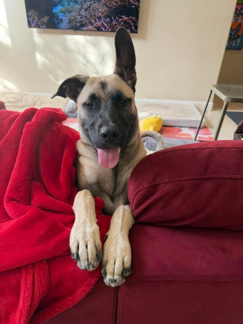 Rocky living his best life.