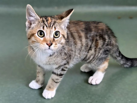 Blind kitten Cecilia starts her new life