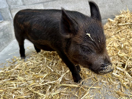 Meet Peter Porker, SPCA-PHS pet of the week