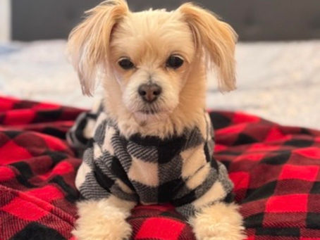 Dylan on his favorite blanket