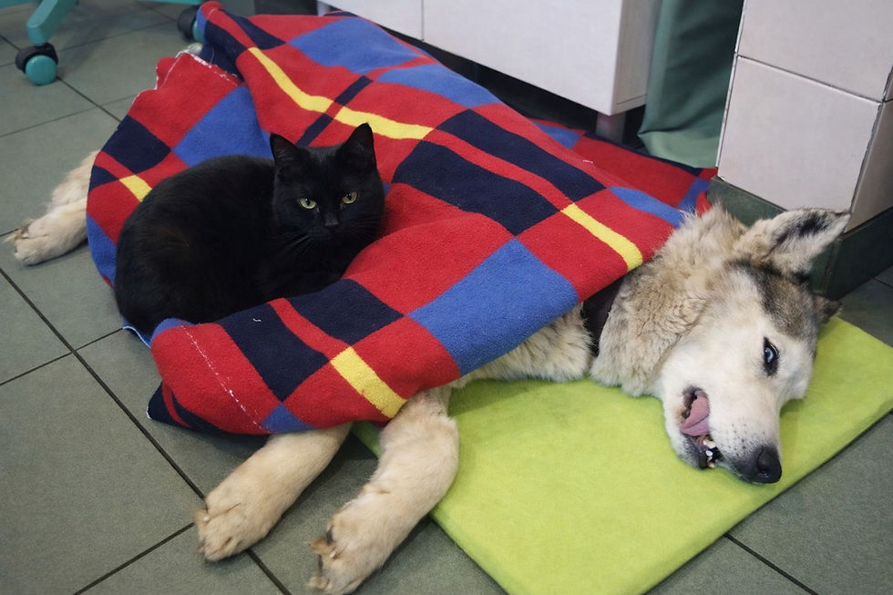 Rademenes comforting a dog just coming out of surgery