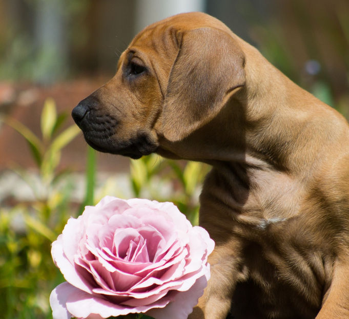 Tokwe Truly A Blessing - Tuso