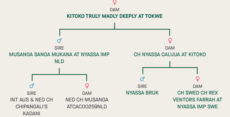 Tuli Pedigree.png
