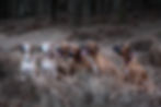DSC_3603.jpg