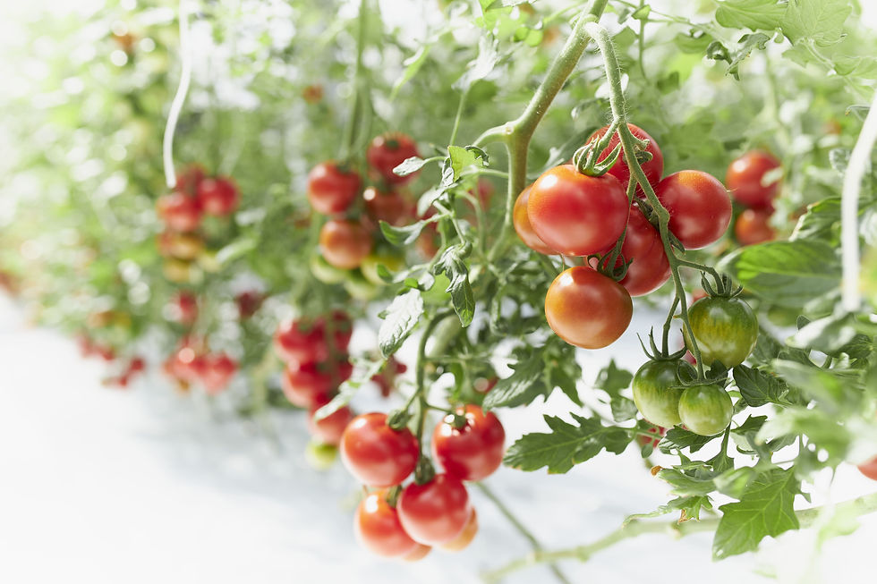 サムネイル： 甘ほっぺのトマトジャム