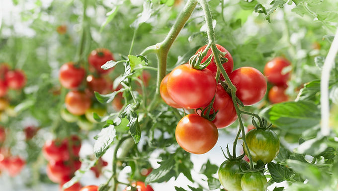 【販売終了…】今期の甘ほっぺは販売終了しました。