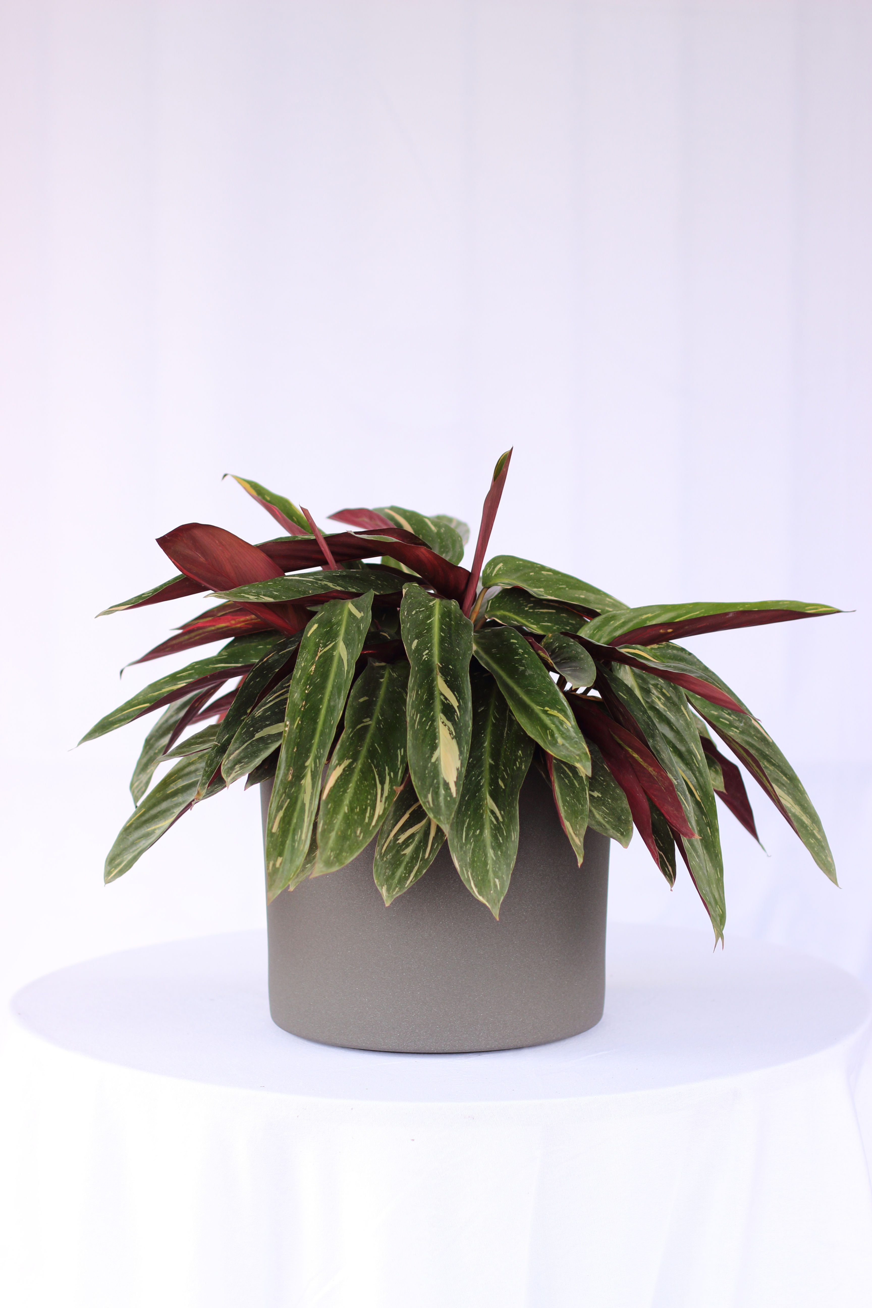 Calatea Pluma de Indio