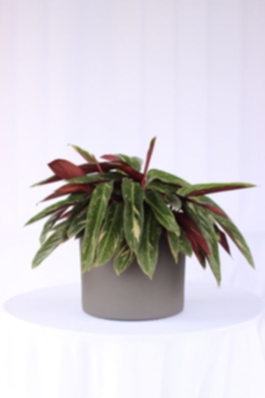 Calatea Pluma de Indio