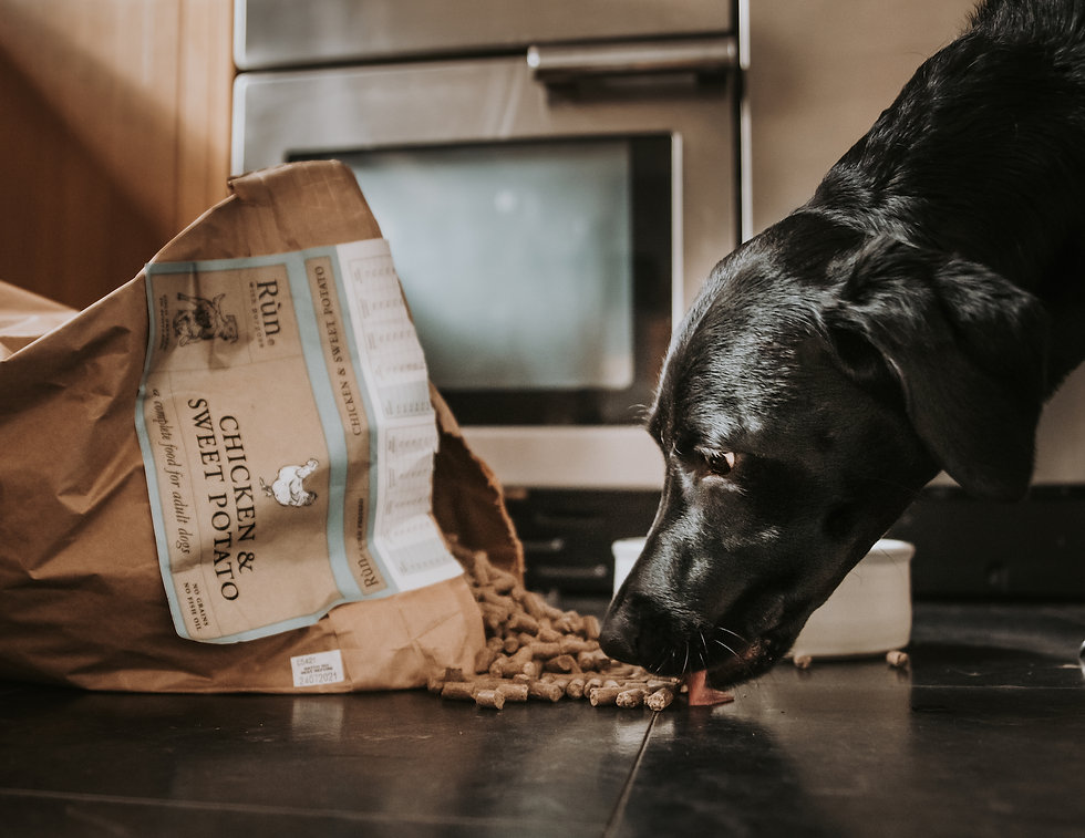 Cold pressed labrador.jpeg