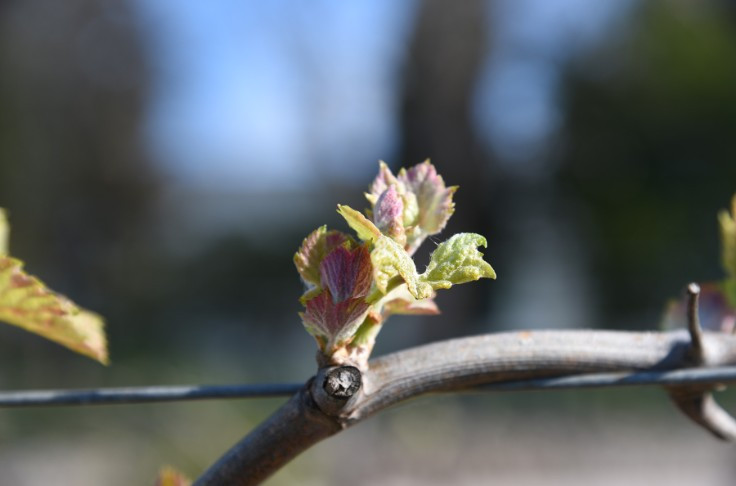 Débourrement vigne