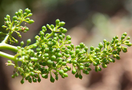 La nouaison des vignes