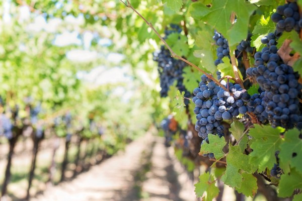 La maturation des vignes