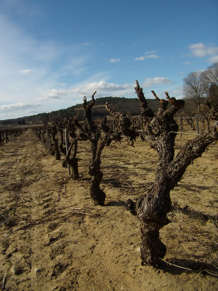 La dormance des vignes