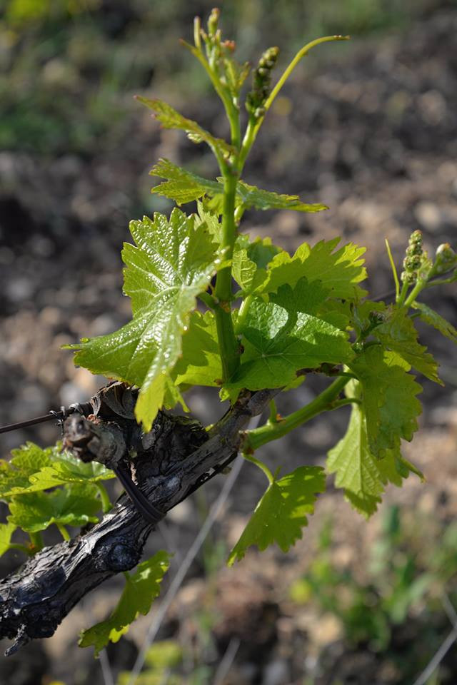 Feuillaison des vignes