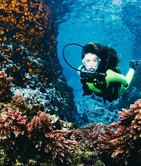 Coral Reef